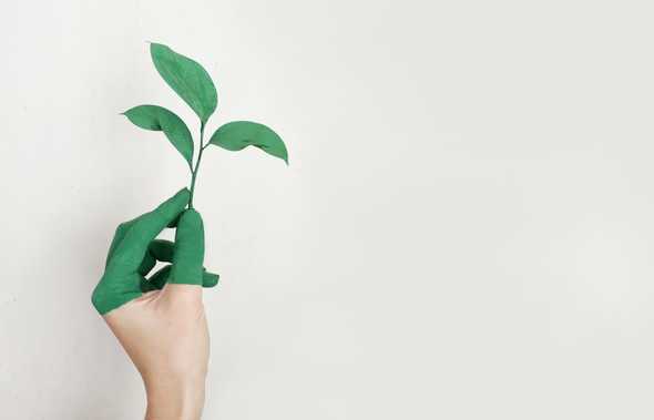 green fingers holding a plant